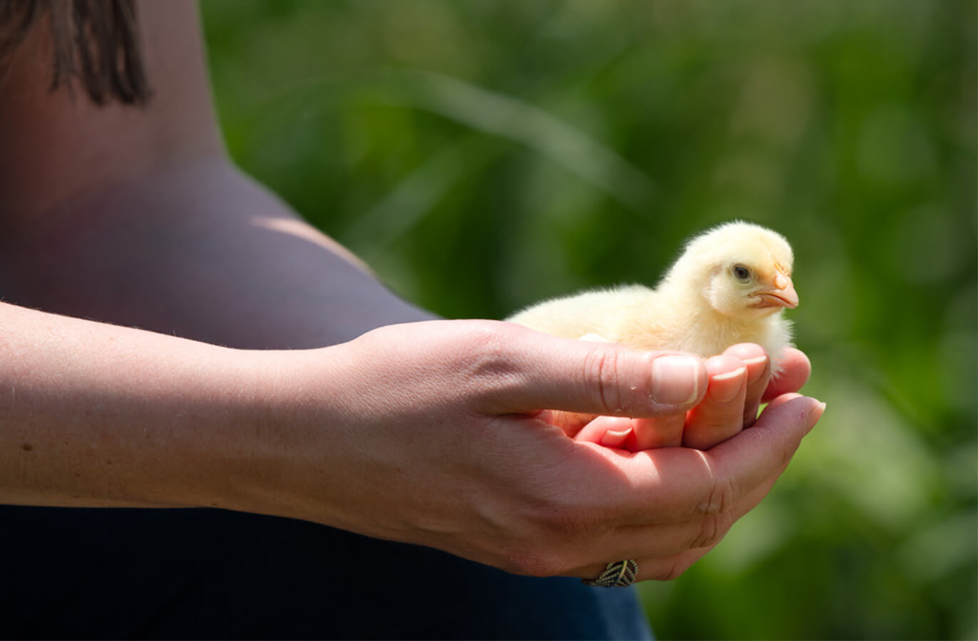 women sitting on rock with baby chick in hands, smiling at camera