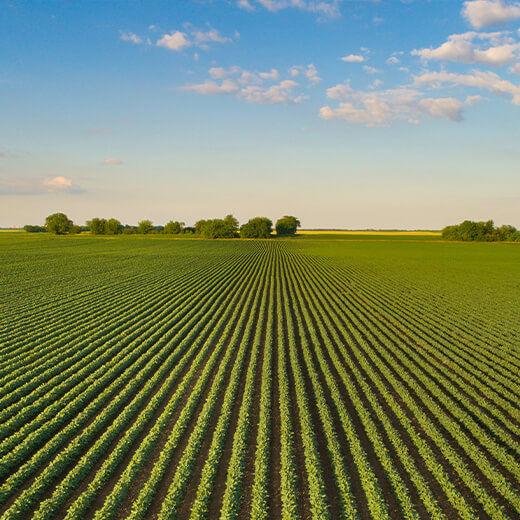 wide shot of farm field