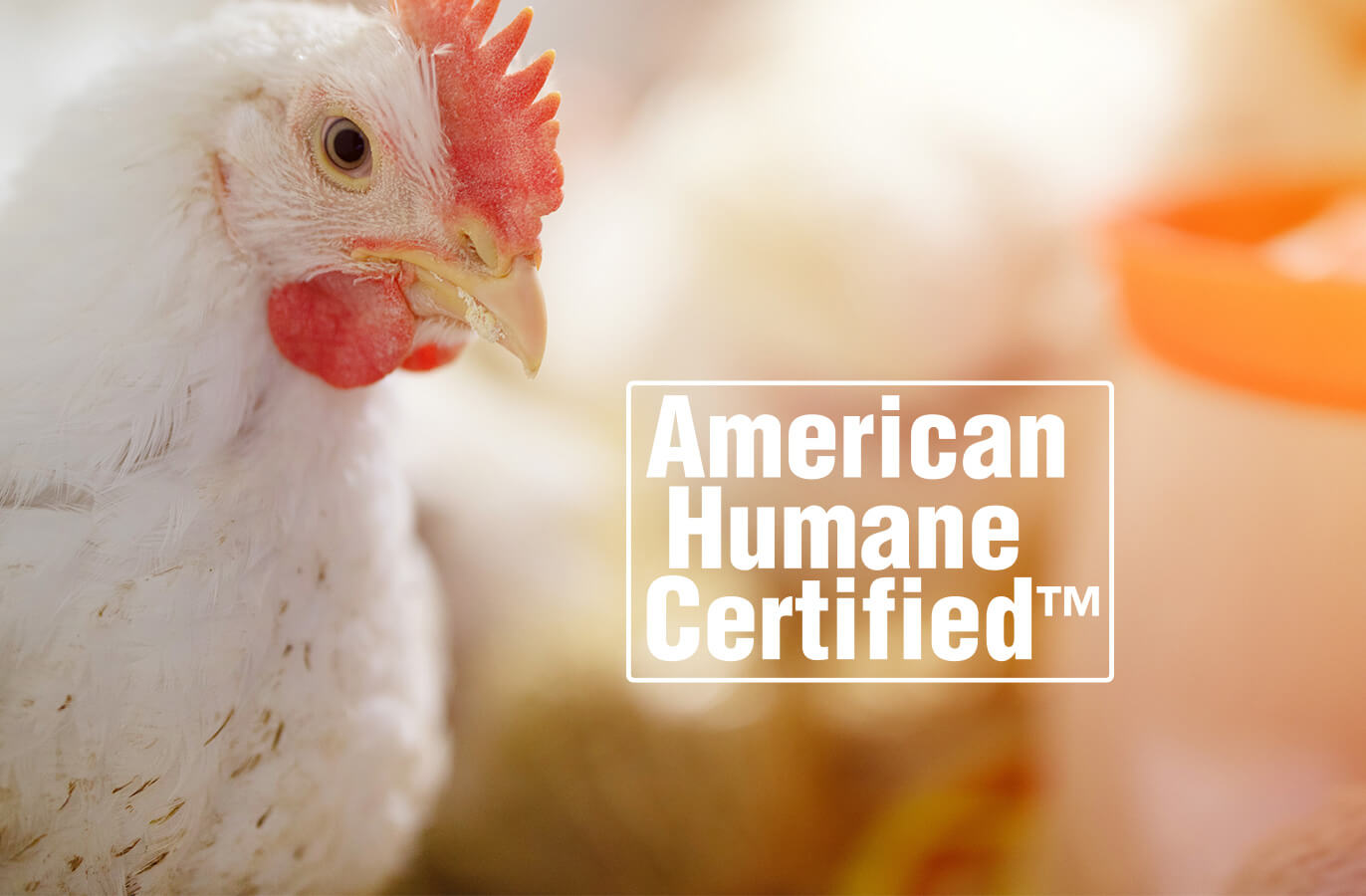 adult chicken shown. American Human Certified logo shown