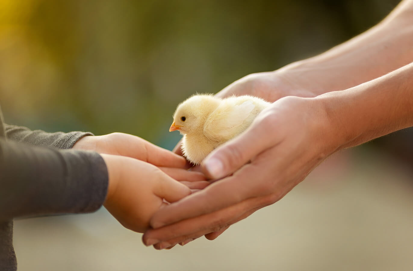 baby chick being handed to another person