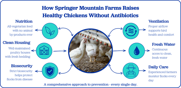 Infographic showing how Springer Mountain Farms raises healthy chickens without antibiotics through all-vegetarian feed, clean housing, biosecurity, ventilation, fresh water, and daily flock care.
