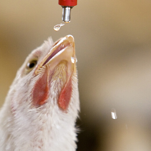 closeup of chicken drinking water