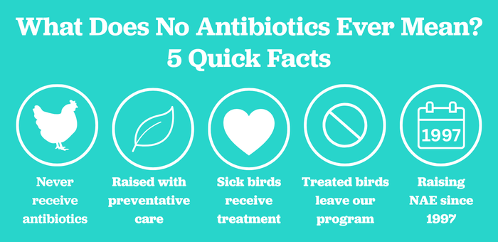 Infographic explaining the Springer Mountain Farms No Antibiotics Ever program, including never giving antibiotics, preventive flock care, treating sick birds outside the program, and raising chickens without antibiotics since 1997.