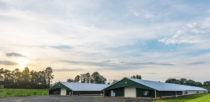 Springer Mountain Farms family farm with modern poultry houses where chickens are raised with No Antibiotics Ever using responsible animal care and biosecurity practices.