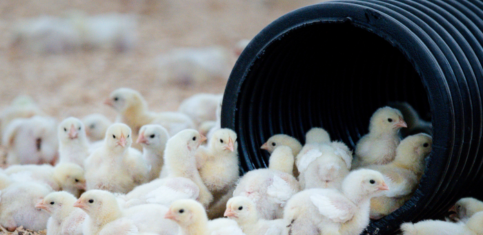 Newly hatched Springer Mountain Farms chicks explore enrichment tunnel inside a clean poultry house, supporting healthy development through responsible animal care and No Antibiotics Ever farming practices.