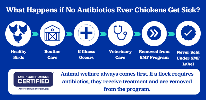 Flowchart explaining that chickens needing antibiotics receive veterinary care but are removed from the Springer Mountain Farms No Antibiotics Ever program and are never sold under the Springer Mountain Farms label.